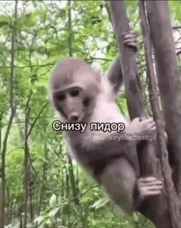 😁 606437f4 Снизу пидор mono, ofensivo, insulto, animal, árbol telegram sticker