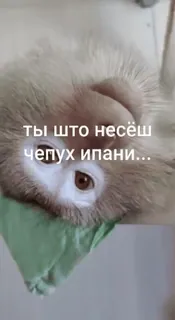 😭 62bbf184 ты что несёш чепух ипани... mono, divertido, animal, meme telegram sticker