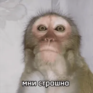 😏 62f0bb13 МНИ СТРАШНА mono, simio, meme, animal, gracioso, asustado, aterrorizado telegram sticker
