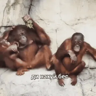 😁 6ac0d231 ди нахуй бес orangután, mono, animales, zoo, lenguaje ofensivo telegram sticker
