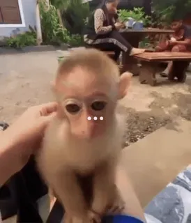 😏 73eef2ee mono, lindo, animal, mamífero, fauna telegram sticker