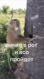 🙈 782cdcb3 ЯИЧКО В РОТ И ВСЕ ПРОЙДЕТ mono, animal, huevo, humor, meme, frase telegram sticker
