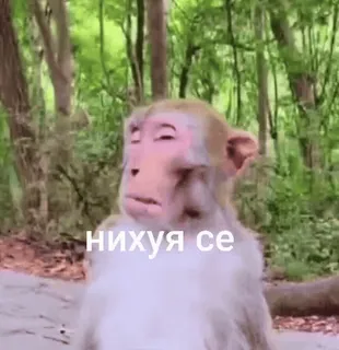 😒 7ccde4e0 нихуя се mono, animal, ruso, ofensivo, jerga, bosque telegram sticker