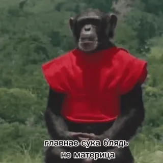 😱 7d47596a главное сука блядь не матерится mono, simio, ofensivo, palabrotas, meme telegram sticker