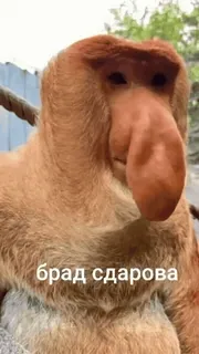 Бибизянки 6 > @bibizyankii telegram stickers