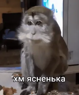 🙈 87894f81 ХМ ЯСНЕНЬКА mono, animal, meme, gracioso, humor telegram sticker