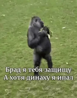 ☺️ 91665137 Брад я тебя защищу
А хотя динаху я ипал gorila, meme, animal, ofensivo telegram sticker