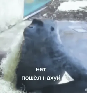 😁 d65dfcf5 нет
пошёл нахуй gorila, animal, meme, ofensivo, ruso, groserías telegram sticker