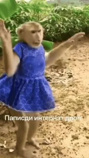 🙈 db9db236 Папизди интернет дроп mono, vestido, gracioso, internet, humor, meme telegram sticker