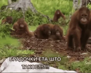 Бибизянки 6 > @bibizyankii telegram stickers