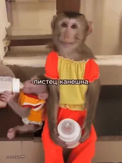 😅 e8bf40d1 пистец канешна mono, animal, ruso, texto, mamífero, lindo telegram sticker