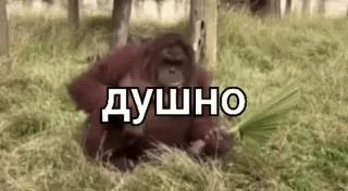 😎 ebdb3a2f ДУШНО orangután, animal, meme, caliente, sofocante, aburrido telegram sticker