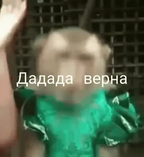 😱 ee6d2dd0 Дадада верна mono, animal, lindo, divertido, meme telegram sticker