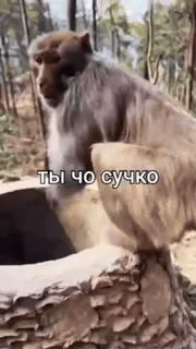 🥹 f730e04a ты чо сучко mono, animal, ruso, ofensivo, insulto telegram sticker