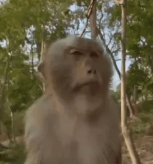 😎 0592b816 обезьяна, животное, примат, дикая природа, млекопитающее whatsapp sticker