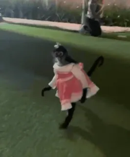 😍 2116b717 обезьяна, платье, животное, на улице, милый, смешной, вечеринка whatsapp sticker