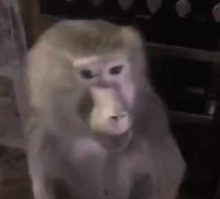 😍 2233acde обезьяна, животное, млекопитающее, дикая природа, примат whatsapp sticker