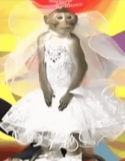 😁 23712202 обезьяна, животное, свадьба, платье, юмор whatsapp sticker