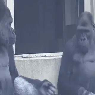 😘 28a8c0e6 Горилла, Животное, Дикая природа, Примат, Обезьяны, Млекопитающее whatsapp sticker