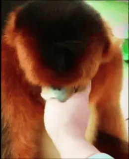 ☺️ 2db7f13f обезьяна, животное, млекопитающее, дикая природа, примат whatsapp sticker