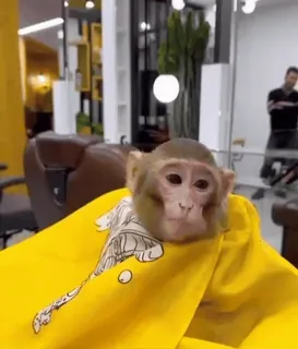 Бибизяны 8 > @bibizyankii whatsapp stickers