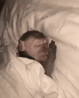 🙈 3a39bb32 обезьяна, спящий, кровать, животное, примат, милый, сновидение whatsapp sticker