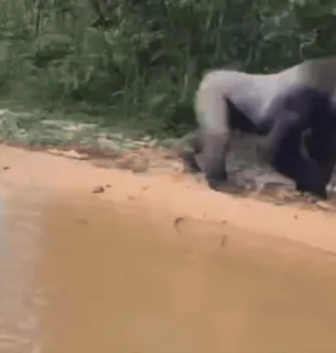 😍 3e833e70 горилла, животное, дикая природа, природа, примат whatsapp sticker