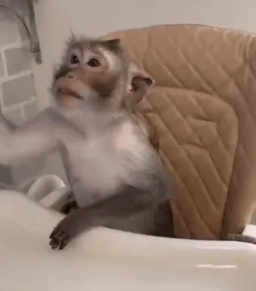 😎 46670023 обезьяна, животное, млекопитающее, примат whatsapp sticker