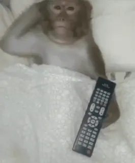 😳 4cd407de обезьяна, пульт, кровать, животное, телевизор whatsapp sticker