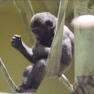 🐒 50258dd6 обезьяна, человекообразная обезьяна, примат, зоопарк, животное, дикая природа whatsapp sticker