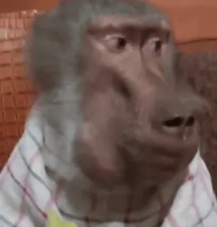 ☺️ 56a3650d павиан, животное, млекопитающее, примат, одежда, портрет whatsapp sticker