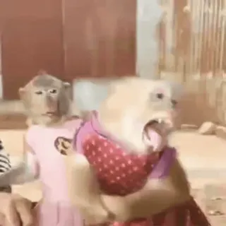 🤪 73128df5 обезьяна, животное, платье, смешной, милый, млекопитающее whatsapp sticker