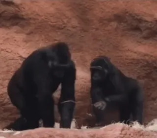 😭 8693250f горилла, животные, приматы, дикая природа, обезьяны whatsapp sticker