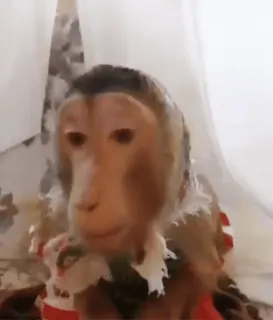 ☺️ a2590252 обезьяна, животное, примат, дикая природа, милый whatsapp sticker