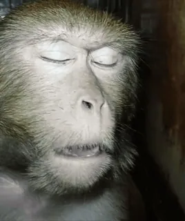 🥹 a7ce361e обезьяна, животное, примат, закрытые глаза, спящий whatsapp sticker