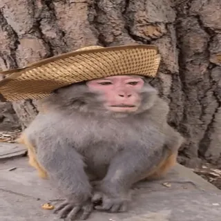 😲 a99ade3a обезьяна, шляпа, животное, милый, млекопитающее, дикая природа whatsapp sticker