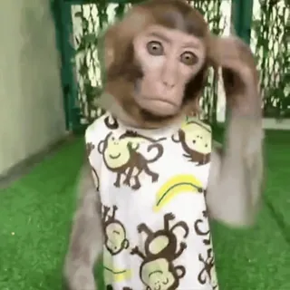 😳 b7fa2d65 обезьяна, животное, примат, милый, футболка, смешной, человекообразная обезьяна whatsapp sticker