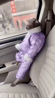 🙈 bf562c88 обезьяна, животное, машина, путешествия, зима, одежда whatsapp sticker