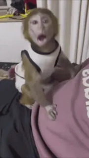 🙈 ddeb86d0 обезьяна, животное, в шоке, примат whatsapp sticker