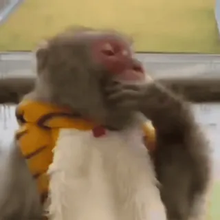 😍 ec9cc935 обезьяна, животное, думающий, милый, примат whatsapp sticker