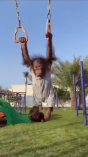 😍 ef2de64d орангутан, обезьяна, примат, качели, детская площадка, животное whatsapp sticker