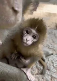 😘 f682bfa4 обезьяна, детеныш обезьяны, животные, дикая природа, приматы, милый whatsapp sticker