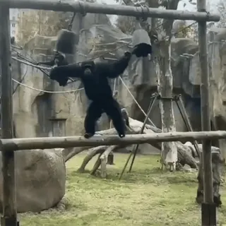 🐒 f6ef1a74 обезьяна, человекообразная обезьяна, животное, зоопарк, примат, горилла whatsapp sticker