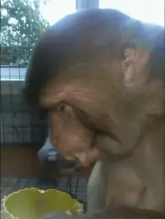 🙈 fc749fc3 обезьяна, животное, млекопитающее, дикая природа whatsapp sticker