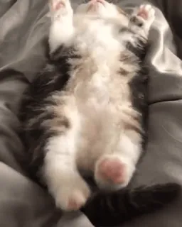 🌟 32fa39da kitten, kat, dier, slapen, schattig telegram sticker