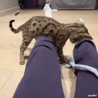 😱 078bddcd kucing, hewan peliharaan, domestik, binatang, macan tutul telegram sticker