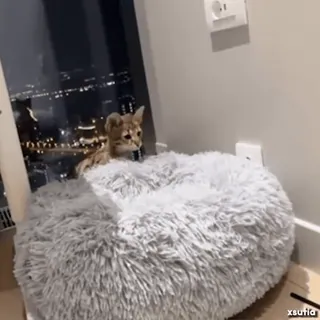 😇 2e599b89 binatang, kucing, felin, hewan peliharaan, imut, domestik telegram sticker