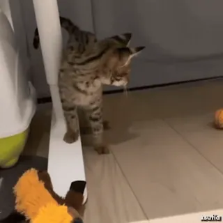 😨 e23f54ba kucing, anak kucing, hewan peliharaan, hewan, domestik telegram sticker