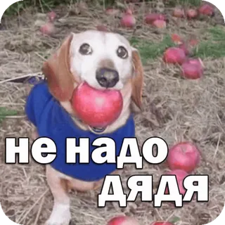 🍎 62625432 не надо дядя chien, pomme, mignon, drôle, animal whatsapp sticker