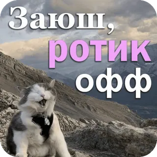 👄 695f1a49 Заюш, ротик офф chat, animal, mème, russe, texte whatsapp sticker